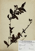 藏品(山桂花)的圖片